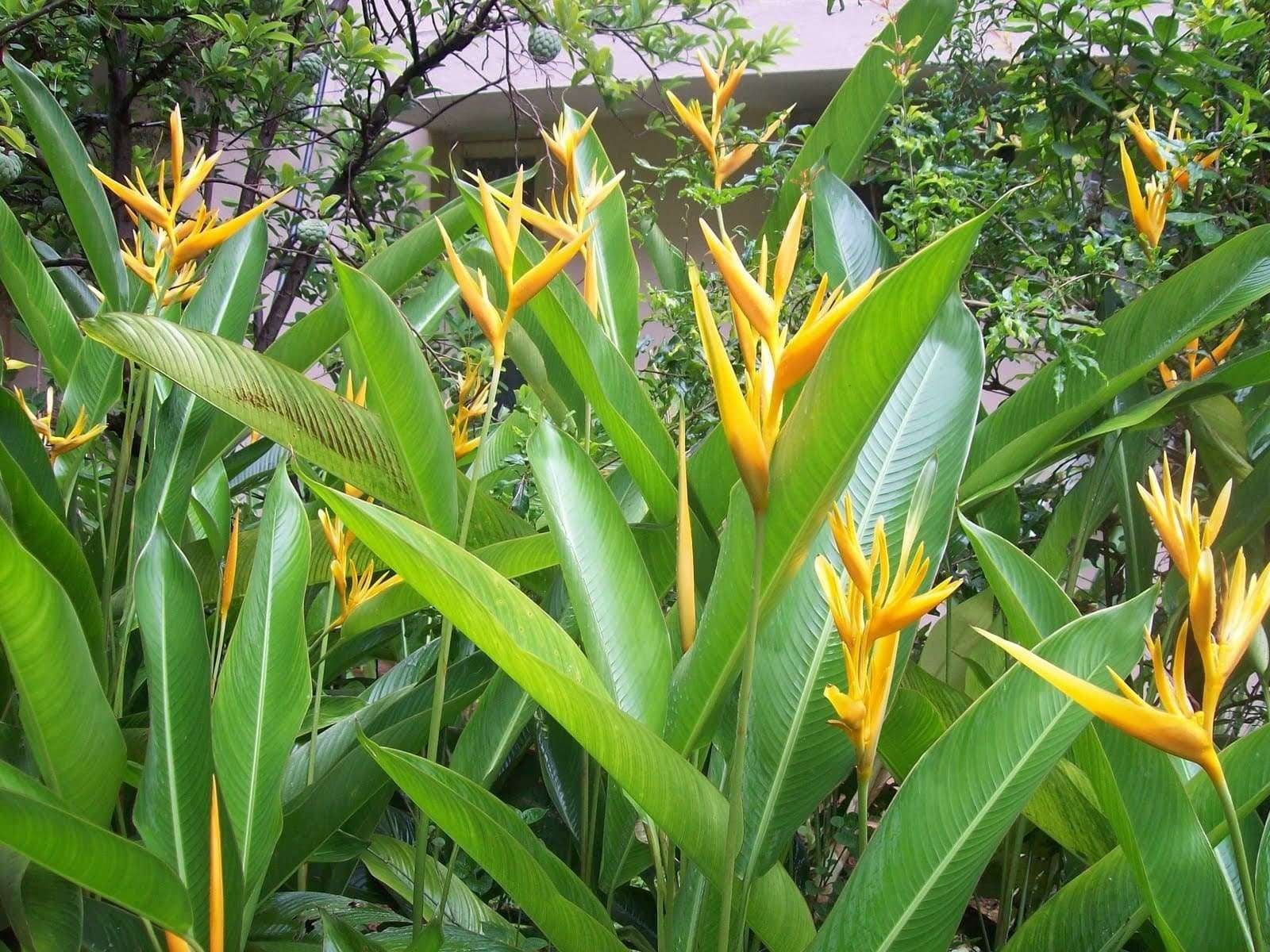 HELICONIA YELLOW